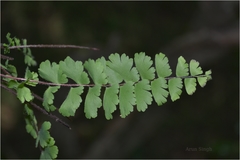 Adiantum caudatum